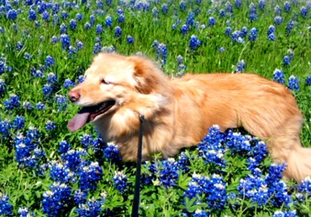 Bluebonnets in Bloom - Gallery VIII