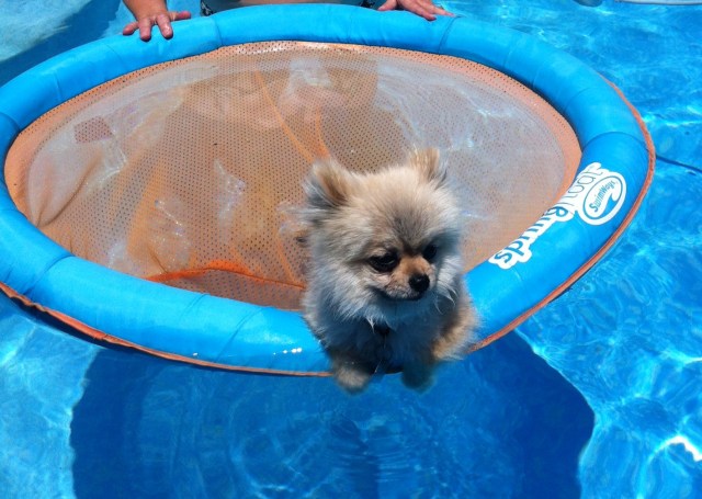 Dog Days of Summer 2012 - Gallery I