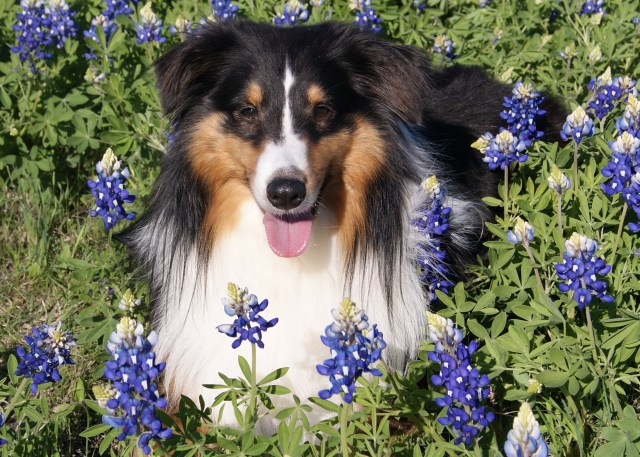 Bluebonnets in Bloom