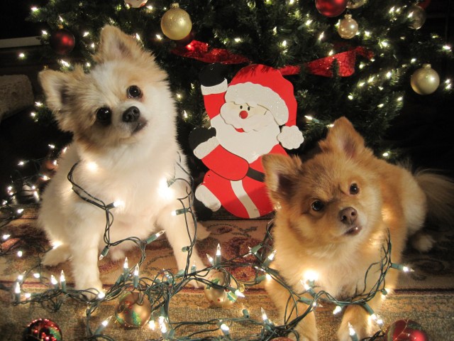 Your Holiday Photos 2012 - Gallery V