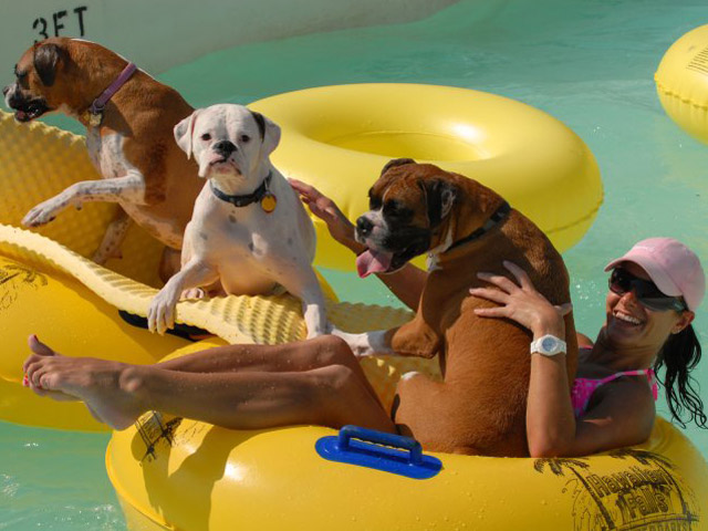 Wags and Wags and Waves