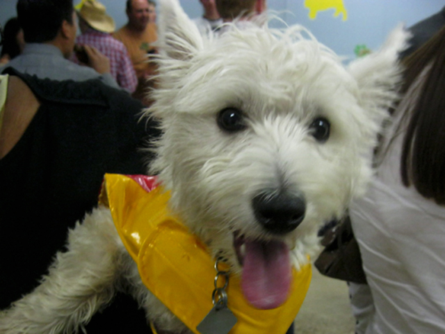 Happy Howl-O-Ween