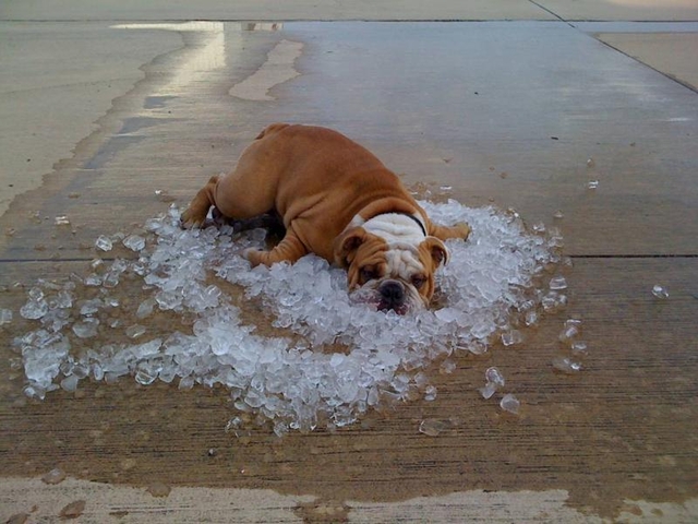 Dog Days of Summer 2010 - Gallery IV