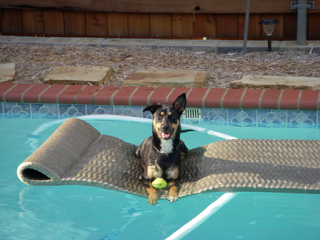 Dog Days of Summer 2010 - Gallery VII
