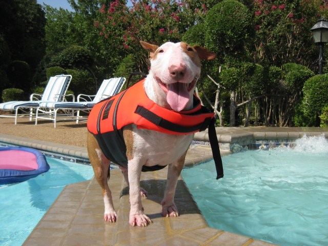 Dog Days of Summer 2011 - Gallery III