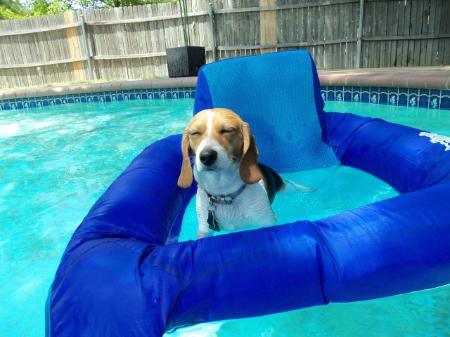 Dog Days of Summer 2011 - Gallery V