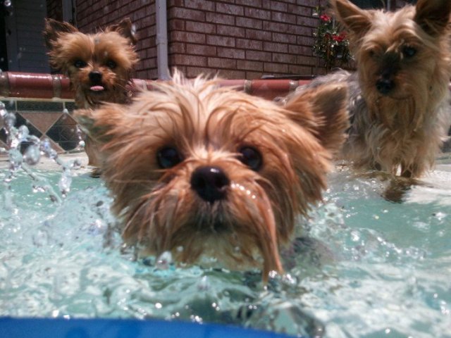 Dog Days of Summer 2011 - Gallery VI