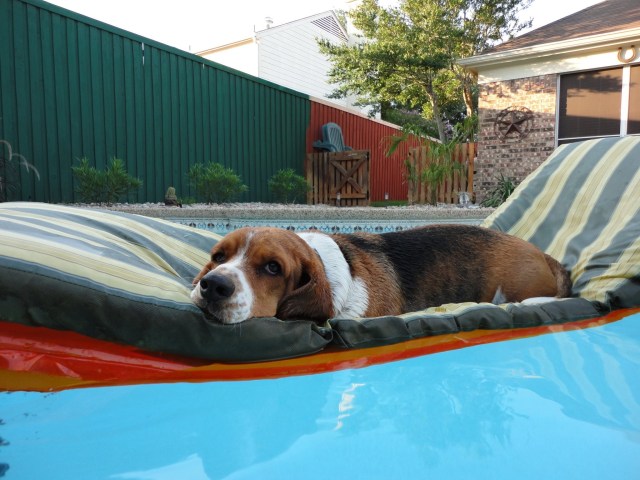 Dog Days of Summer 2011 - Gallery VII