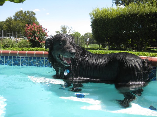 Dog Days of Summer 2011 - Gallery X