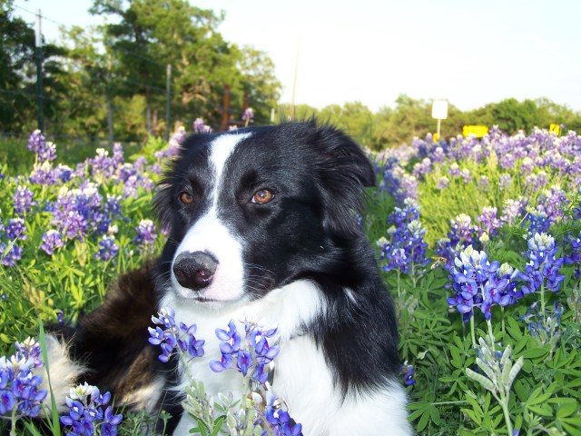 Bluebonnets in Bloom - Gallery IX