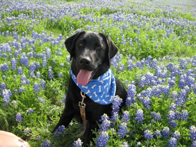 Bluebonnets in Bloom - Gallery X