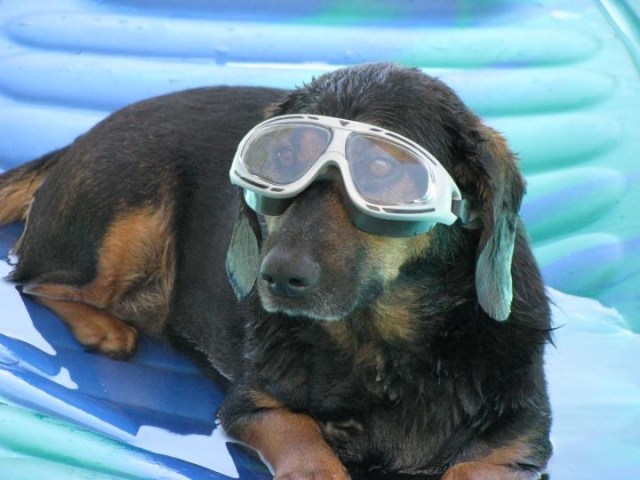 Dog Days of Summer 2012 - Gallery II