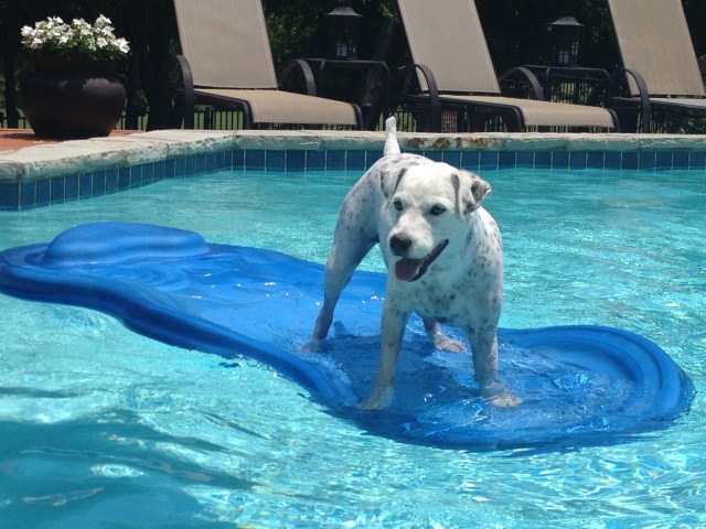 Dog Days of Summer 2012 - Gallery III