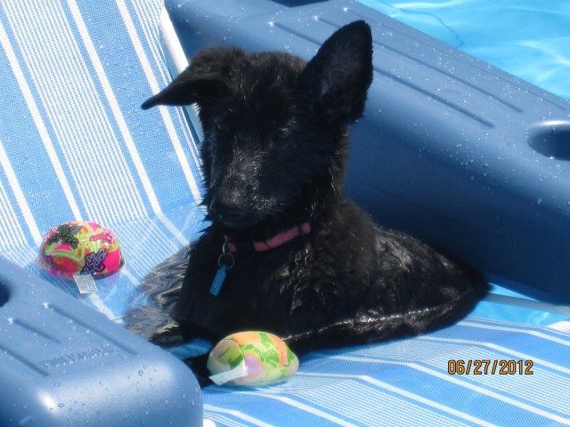Dog Days of Summer 2012 - Gallery V