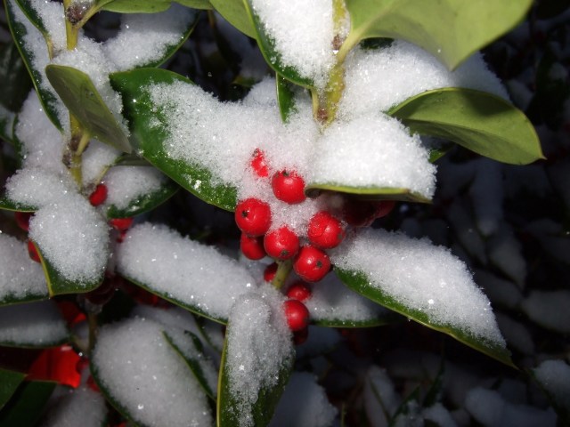 Snow Falls in North Texas on Christmas Eve
