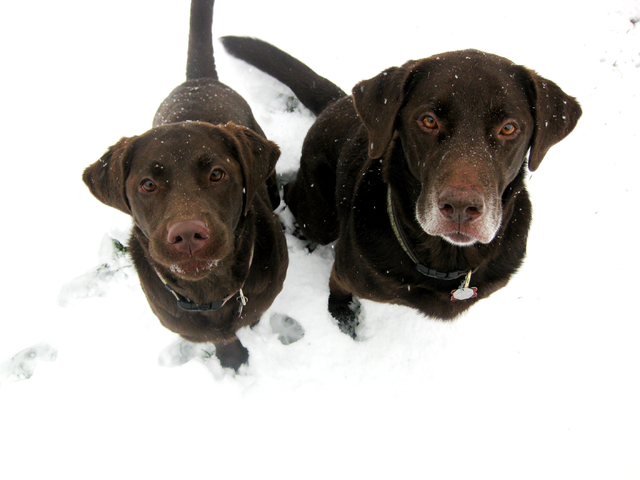 Snow-dorable: Gallery I