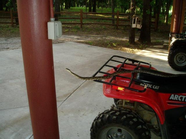 Viewer Photos: Determined Snake