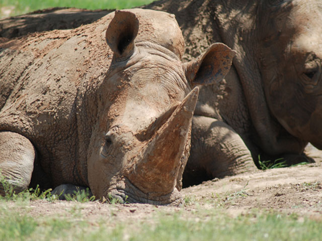 The Animals of Fossil Rim