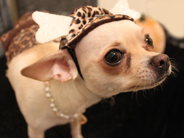 Growl-O-Ween Fashion