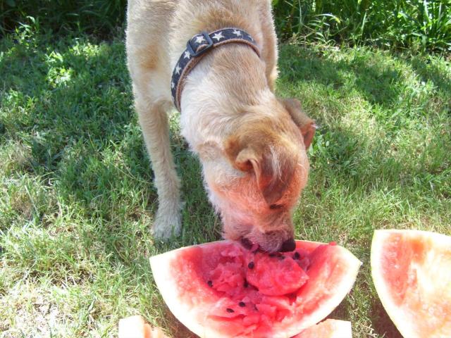 Dog Days of Summer 2009 - Gallery IV