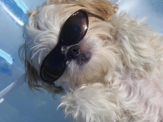 Dog Days of Summer 2009 - Gallery VII