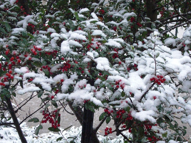 North Texas Wakes to Big Snowflakes