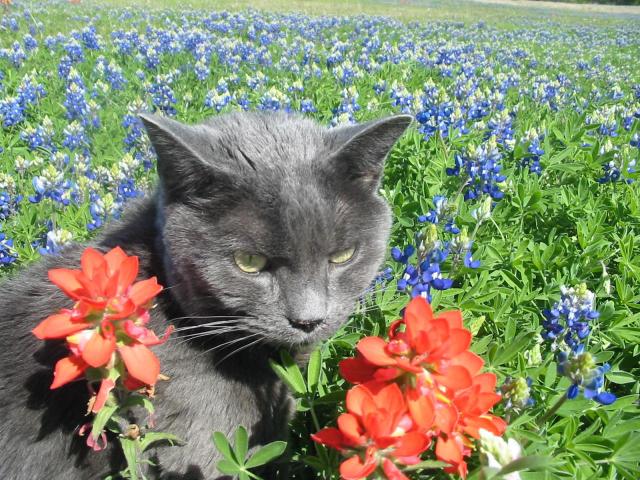 Sitting Pretty: Many, Many More Bluebonnet Viewer Photos