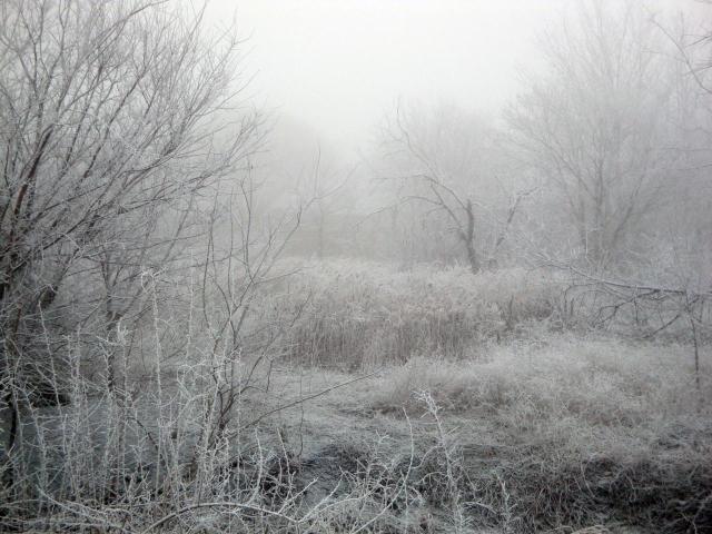 Freezing Fog Takes Over Metroplex