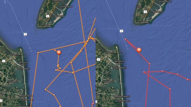 Great white sharks 'will be at Jersey Shore Memorial Day'