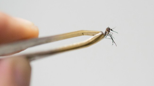Zika-Mosquito-GettyImages-513621730.jpg