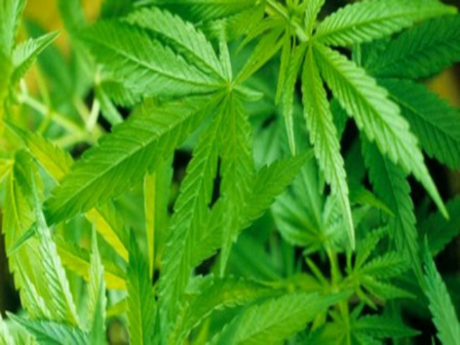 4,100 Marijuana Plants Found