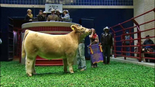 Teddy the grand champion steer at the <a title=