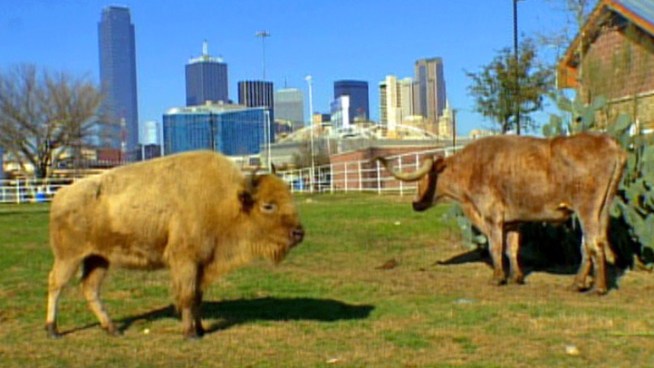 You can now see a rare white buffalo among the native Texas plants and animals at a downtown Dallas landmark.