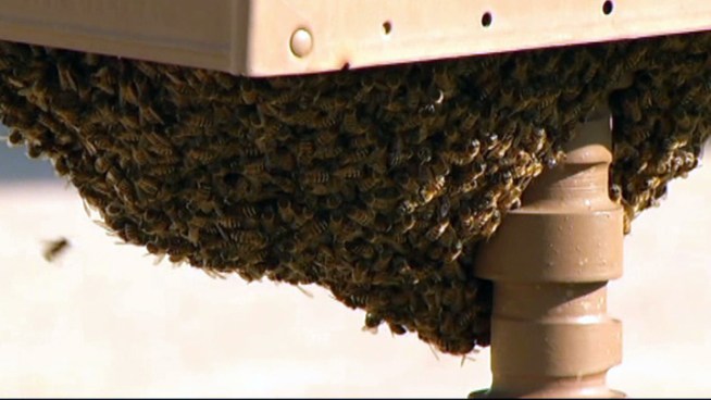 One Arlington, Texas family says it only took about three hours for a swarm of two thousand honey bees to take over its mailbox. Beekeepers say the swarming season may be beginning early this year.