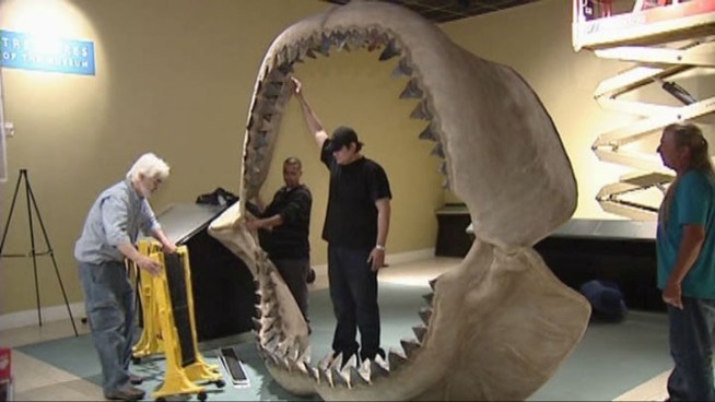 A collection of 182 ferocious prehistoric shark teeth assembled on jaws large enough to swallow several humans whole is set to be auctioned in <a title=