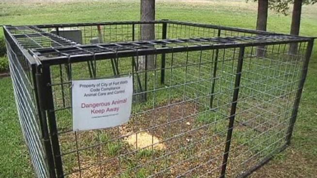Fort Worth has seen some success on trapping feral hogs in the River Bend Estates neighborhood.
