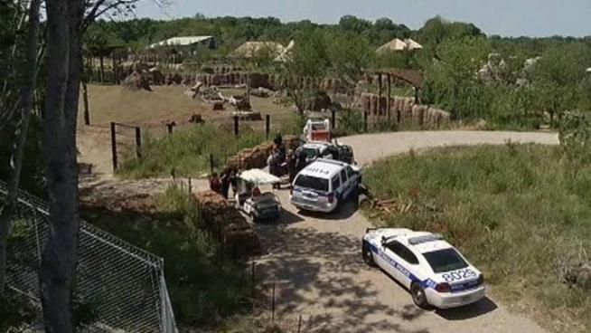 The Dallas Zoo was evacuated while police searched for a wanted man who ran from police and hid in the Giants of Savanna exhibit.