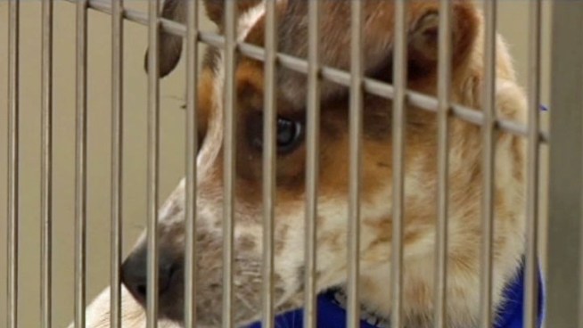 The City of Fort Worth and Petsmart say their partnership has increased the number of pets adopted and reduced the number of pets euthanized to zero.