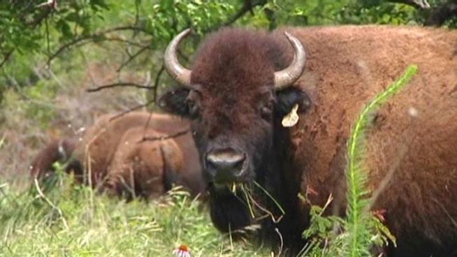 A herd of bison are on the move as part of a land preservation effort by the Lewisville Lake Environmental Learning Area.
