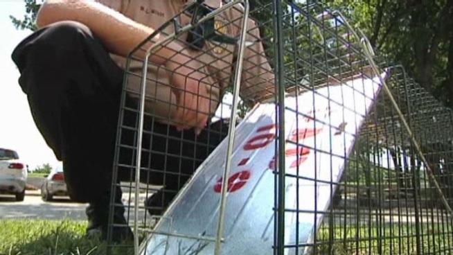 A Denton neighborhood is on high alert after a cat with rabies bit a woman, now officials are setting traps to catch stray cats.