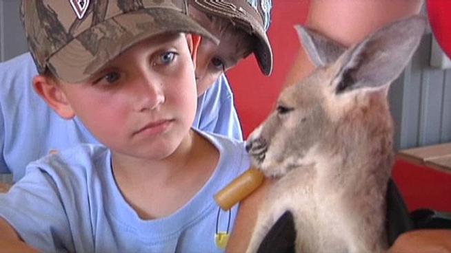 You can get an up close look at rare and endangered wildlife at Sharkarosa Ranch in Pilot Point
