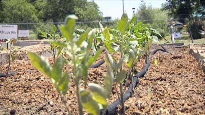 Some North Texas food banks may soon offer organic fruits and vegetables thanks to a community garden in Lewisville.