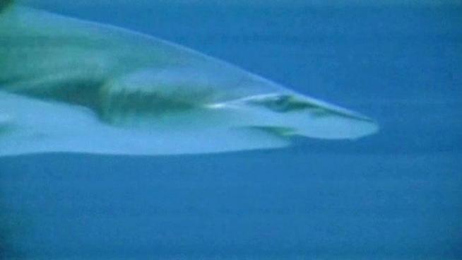 A 12-year-old Fort Worth boy is recovering after he was attacked by a bull shark, like this one, off Matagorda Island last week.