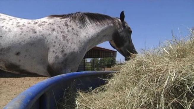 Ranchers are working hard to keep their horses healthy and fed during the scorching Texas summer.