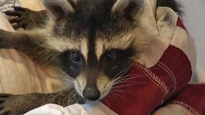 Criminal charges have been filed against a trapper and a rescuer over one raccoon trapped at a Richardson apartment complex.