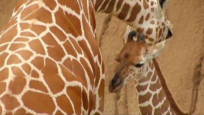 A Dallas family wants the Dallas Zoo's new baby giraffe to be named after theirs son 