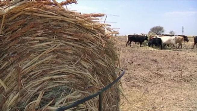 Hay and grazing pastures have been scorched, so the effects of the 2011 drought will be felt for four to five years.
