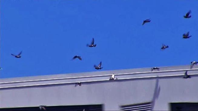 DFW Airport has a wildlife management team to keep birds out of the path of aircraft.