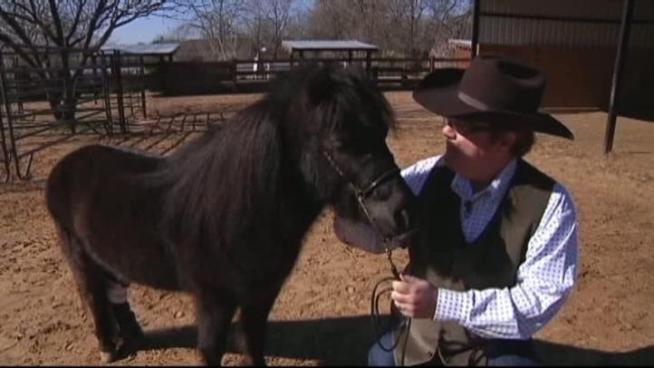 Midnite, a miniature horse who received a prosthetic leg, is inspiring others who are missing limbs.