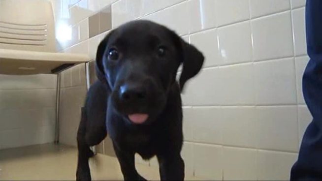 The Carrollton Animal Shelter is offering free adoptions for black cats and dogs who are often overlooked.